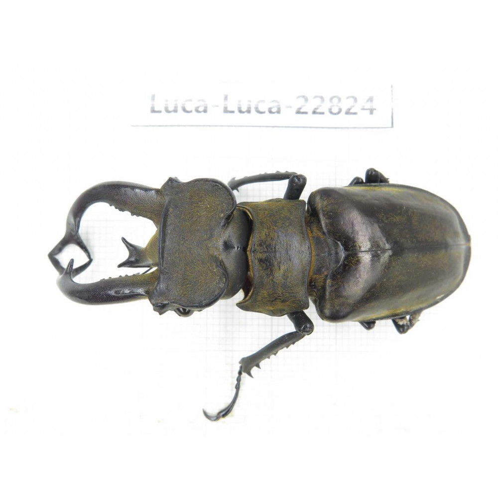 Lucanus tibetanus gennestieri. Myanmar, Kechin area, Nanse. 1M. Luca-Luca-22824.