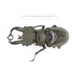 Lucanus tibetanus gennestieri. Myanmar, Kechin area, Nanse. 1M. Luca-Luca-22824.