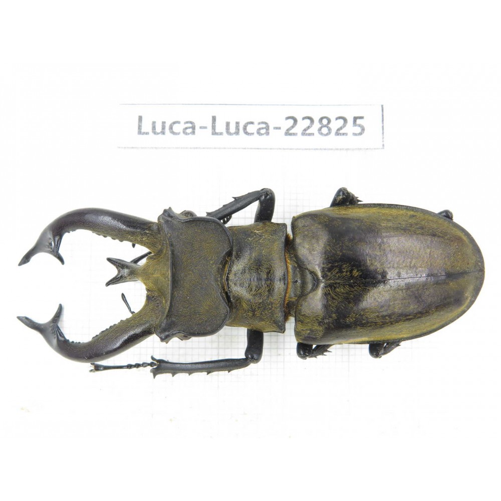 Lucanus tibetanus gennestieri. Myanmar, Kechin area, Nanse. 1M. Luca-Luca-22825.