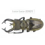 Lucanus tibetanus gennestieri. Myanmar, Kechin area, Nanse. 1M. Luca-Luca-22825.