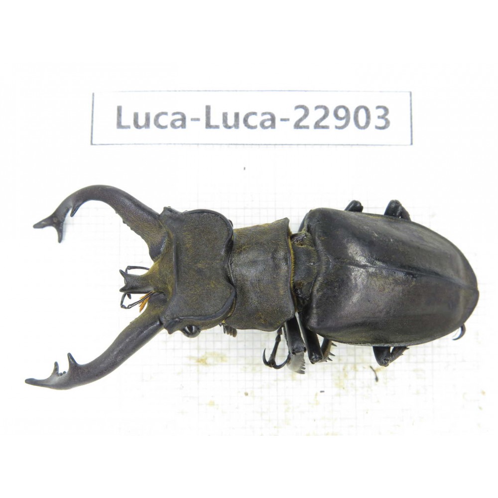 Lucanus tibetanus ssp. China, Yunnan, Nujiang, Gongshan county. 1M. Luca-Luca-22903.