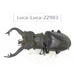 Lucanus tibetanus ssp. China, Yunnan, Nujiang, Gongshan county. 1M. Luca-Luca-22903.