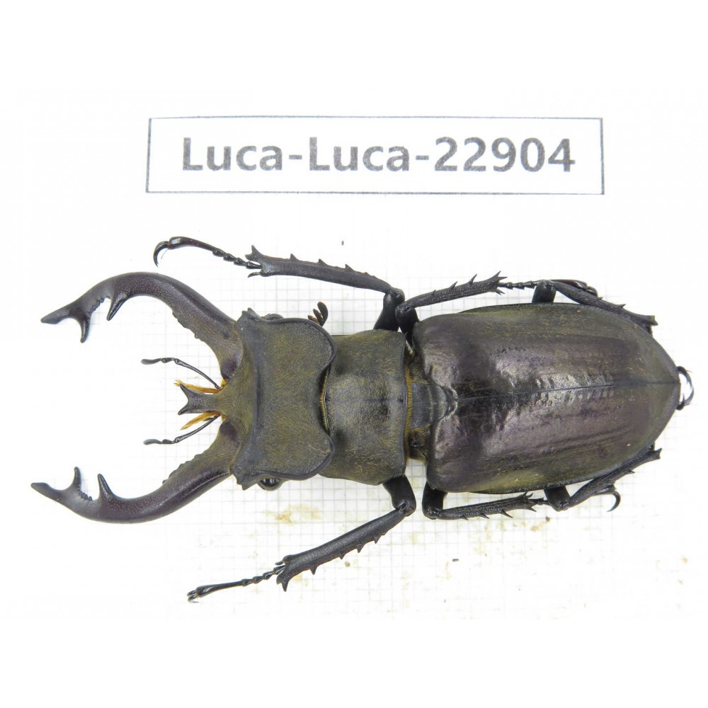 Lucanus tibetanus ssp. China, Yunnan, Nujiang, Gongshan county. 1M. Luca-Luca-22904.