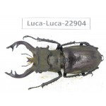 Lucanus tibetanus ssp. China, Yunnan, Nujiang, Gongshan county. 1M. Luca-Luca-22904.