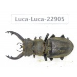Lucanus sp. China, Yunnan, Nujiang, Gongshan county. 1M. Luca-Luca-22905.