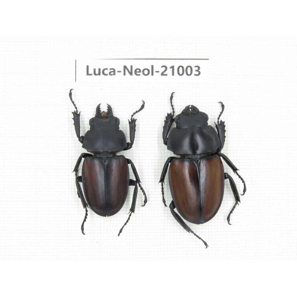 Neolucanus sp. China, Guizhou, Qiandongnan area, Mt.Leigongshan.1P. Luca-Neol-21003.