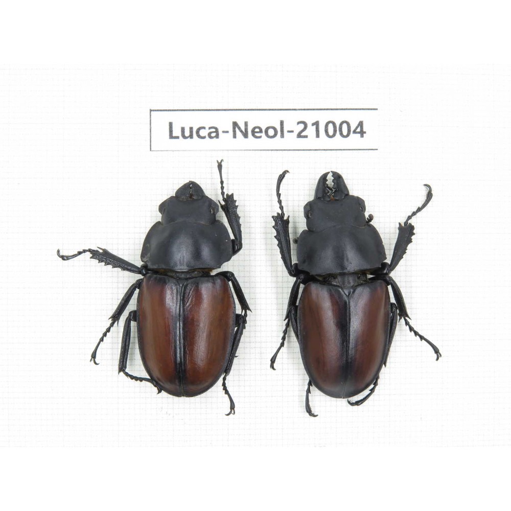 Neolucanus sp. China, Guizhou, Qiandongnan area, Mt.Leigongshan.1P. Luca-Neol-21004.