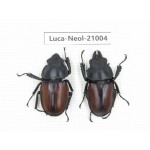Neolucanus sp. China, Guizhou, Qiandongnan area, Mt.Leigongshan.1P. Luca-Neol-21004.