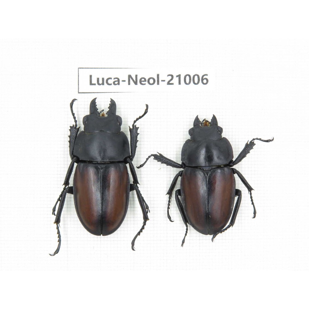 Neolucanus sp. China, Guizhou, Qiandongnan area, Mt.Leigongshan.1P. Luca-Neol-21006.