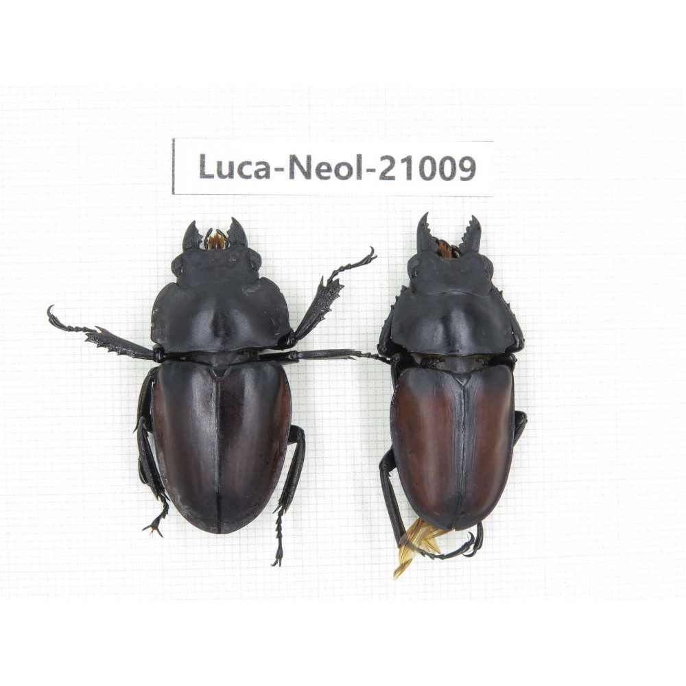 Neolucanus sp. China, Guizhou, Qiandongnan area, Mt.Leigongshan.1P. Luca-Neol-21009.