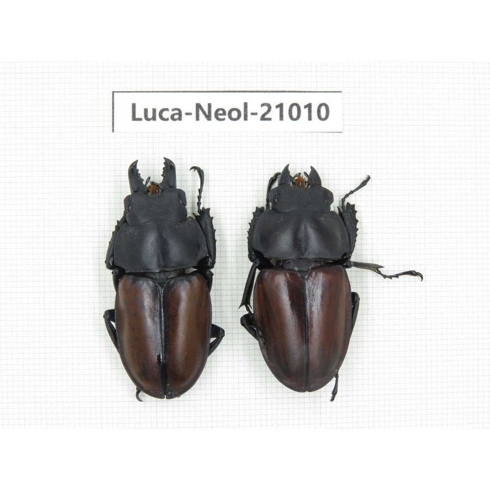Neolucanus sp. China, Guizhou, Qiandongnan area, Mt.Leigongshan.1P. Luca-Neol-21010.