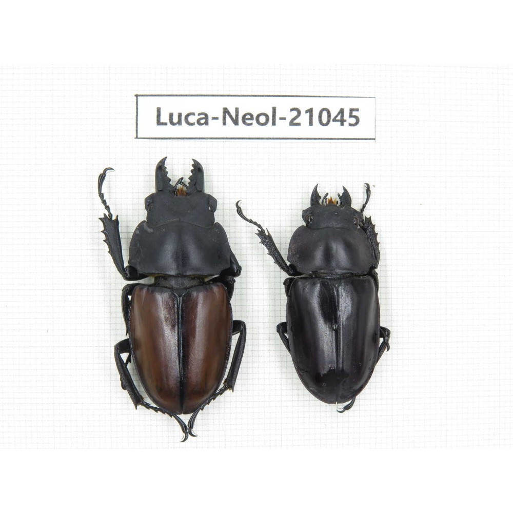 Neolucanus sp. China, Guizhou, Qiandongnan area, Mt.Leigongshan.1P. Luca-Neol-21045.