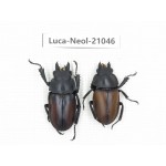 Neolucanus sp. China, Guizhou, Qiandongnan area, Mt.Leigongshan.1P. Luca-Neol-21046.