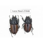 Neolucanus sp. China, Guizhou, Qiandongnan area, Mt.Leigongshan.1P. Luca-Neol-21048.
