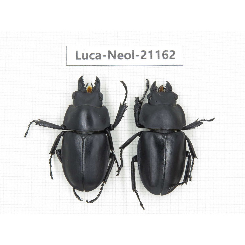 Neolucanus sp. China, Guizhou, Qiandongnan area, Mt.Leigongshan.1P. Luca-Neol-21162.