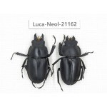 Neolucanus sp. China, Guizhou, Qiandongnan area, Mt.Leigongshan.1P. Luca-Neol-21162.