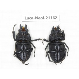 Neolucanus sp. China, Guizhou, Qiandongnan area, Mt.Leigongshan.1P. Luca-Neol-21162.