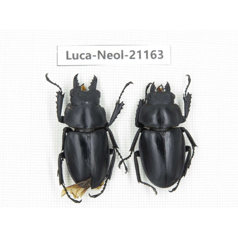 Neolucanus sp. China, Guizhou, Qiandongnan area, Mt.Leigongshan.1P. Luca-Neol-21163.