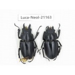 Neolucanus sp. China, Guizhou, Qiandongnan area, Mt.Leigongshan.1P. Luca-Neol-21163.