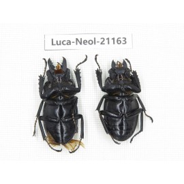 Neolucanus sp. China, Guizhou, Qiandongnan area, Mt.Leigongshan.1P. Luca-Neol-21163.