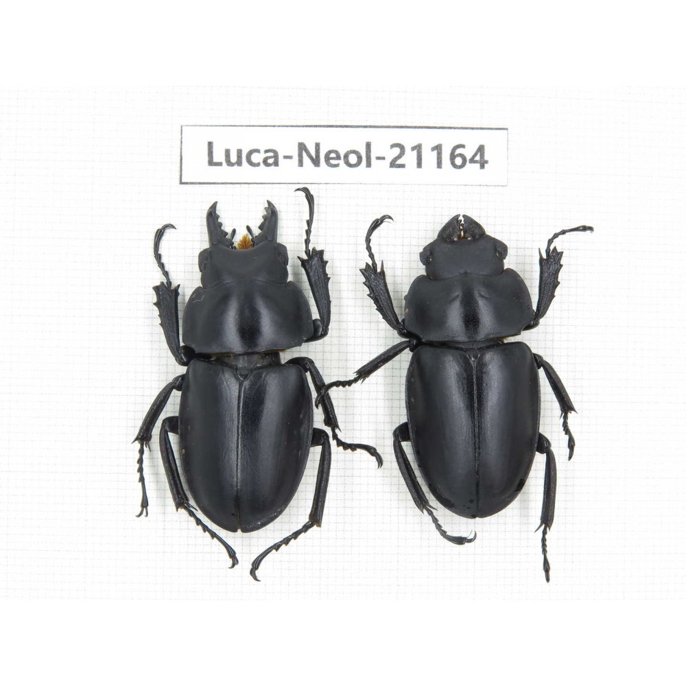 Neolucanus sp. China, Guizhou, Qiandongnan area, Mt.Leigongshan.1P. Luca-Neol-21164.