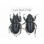 Neolucanus sp. China, Guizhou, Qiandongnan area, Mt.Leigongshan.1P. Luca-Neol-21164.
