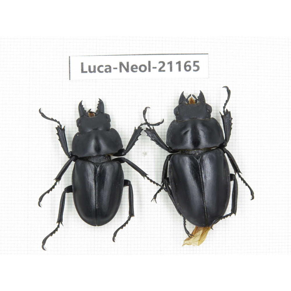 Neolucanus sp. China, Guizhou, Qiandongnan area, Mt.Leigongshan.1P. Luca-Neol-21165.