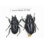 Neolucanus sp. China, Guizhou, Qiandongnan area, Mt.Leigongshan.1P. Luca-Neol-21165.