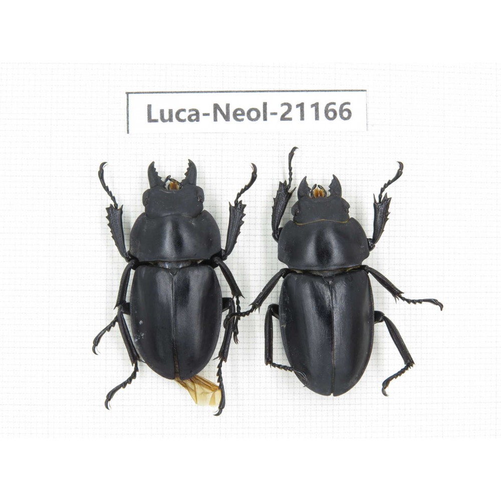 Neolucanus sp. China, Guizhou, Qiandongnan area, Mt.Leigongshan.1P. Luca-Neol-21166.