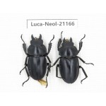 Neolucanus sp. China, Guizhou, Qiandongnan area, Mt.Leigongshan.1P. Luca-Neol-21166.
