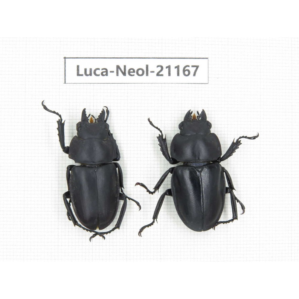 Neolucanus sp. China, Guizhou, Qiandongnan area, Mt.Leigongshan.1P. Luca-Neol-21167.