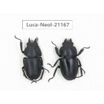 Neolucanus sp. China, Guizhou, Qiandongnan area, Mt.Leigongshan.1P. Luca-Neol-21167.