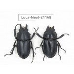 Neolucanus sp. China, Guizhou, Qiandongnan area, Mt.Leigongshan.1P. Luca-Neol-21168.