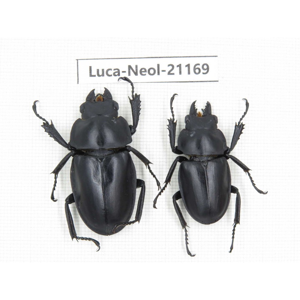 Neolucanus sp. China, Guizhou, Qiandongnan area, Mt.Leigongshan.1P. Luca-Neol-21169.