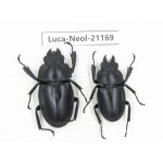 Neolucanus sp. China, Guizhou, Qiandongnan area, Mt.Leigongshan.1P. Luca-Neol-21169.