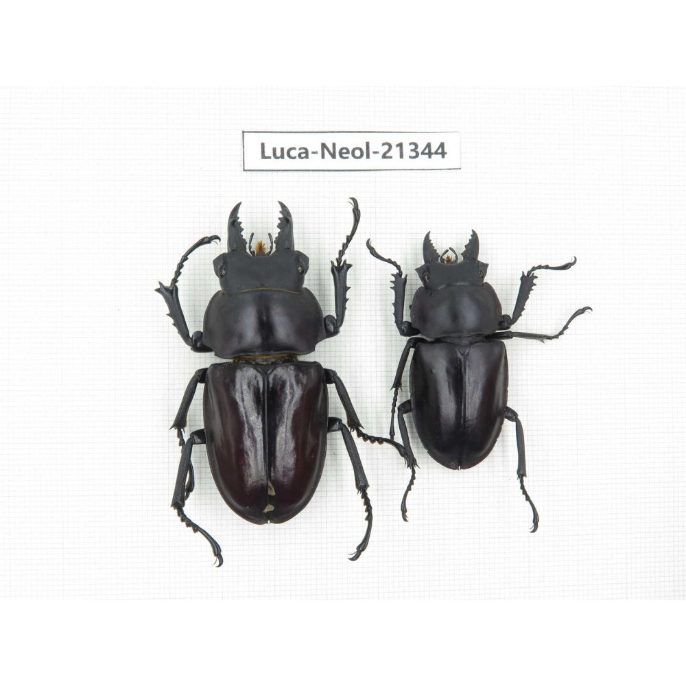 Neolucanus sp. China, Guizhou, Qiandongnan area, Mt.Leigongshan.2M. Luca-Neol-21344.
