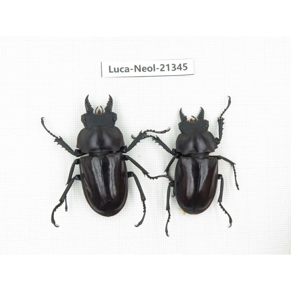 Neolucanus sp. China, Guizhou, Qiandongnan area, Mt.Leigongshan.2M. Luca-Neol-21345.