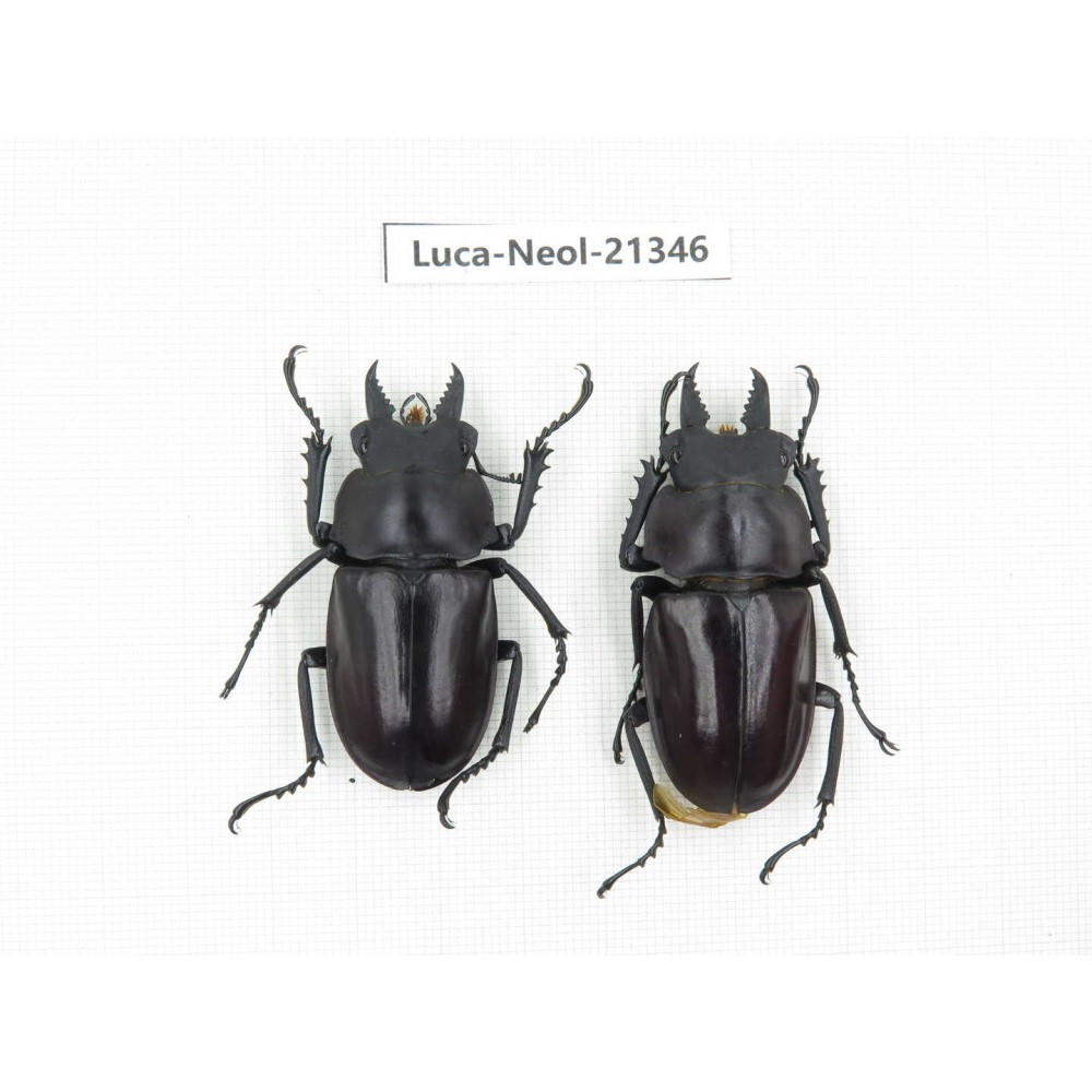 Neolucanus sp. China, Guizhou, Qiandongnan area, Mt.Leigongshan.2M. Luca-Neol-21346.