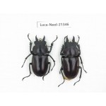 Neolucanus sp. China, Guizhou, Qiandongnan area, Mt.Leigongshan.2M. Luca-Neol-21346.