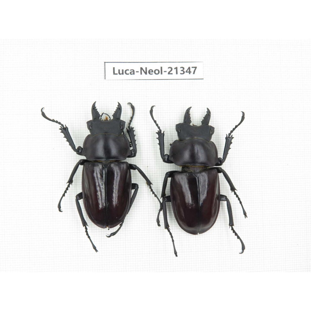 Neolucanus sp. China, Guizhou, Qiandongnan area, Mt.Leigongshan.2M. Luca-Neol-21347.