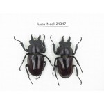 Neolucanus sp. China, Guizhou, Qiandongnan area, Mt.Leigongshan.2M. Luca-Neol-21347.