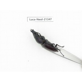 Neolucanus sp. China, Guizhou, Qiandongnan area, Mt.Leigongshan.2M. Luca-Neol-21347.