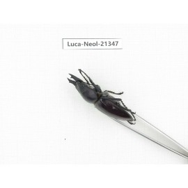 Neolucanus sp. China, Guizhou, Qiandongnan area, Mt.Leigongshan.2M. Luca-Neol-21347.