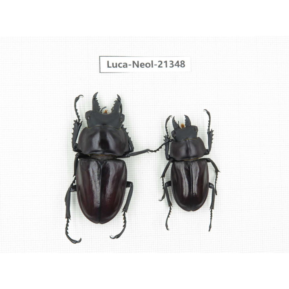 Neolucanus sp. China, Guizhou, Qiandongnan area, Mt.Leigongshan.2M. Luca-Neol-21348.