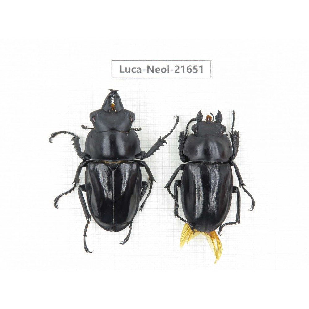 Neolucanus sp. China, Yunnan, Honghe, Jinping county.1P. Luca-Neol-21651.