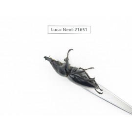 Neolucanus sp. China, Yunnan, Honghe, Jinping county.1P. Luca-Neol-21651.