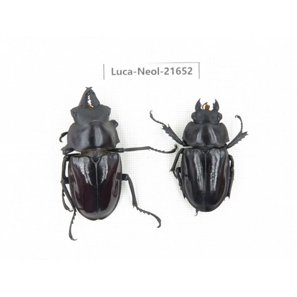 Neolucanus sp. China, Yunnan, Honghe, Jinping county.1P. Luca-Neol-21652.