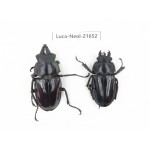 Neolucanus sp. China, Yunnan, Honghe, Jinping county.1P. Luca-Neol-21652.
