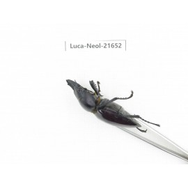 Neolucanus sp. China, Yunnan, Honghe, Jinping county.1P. Luca-Neol-21652.