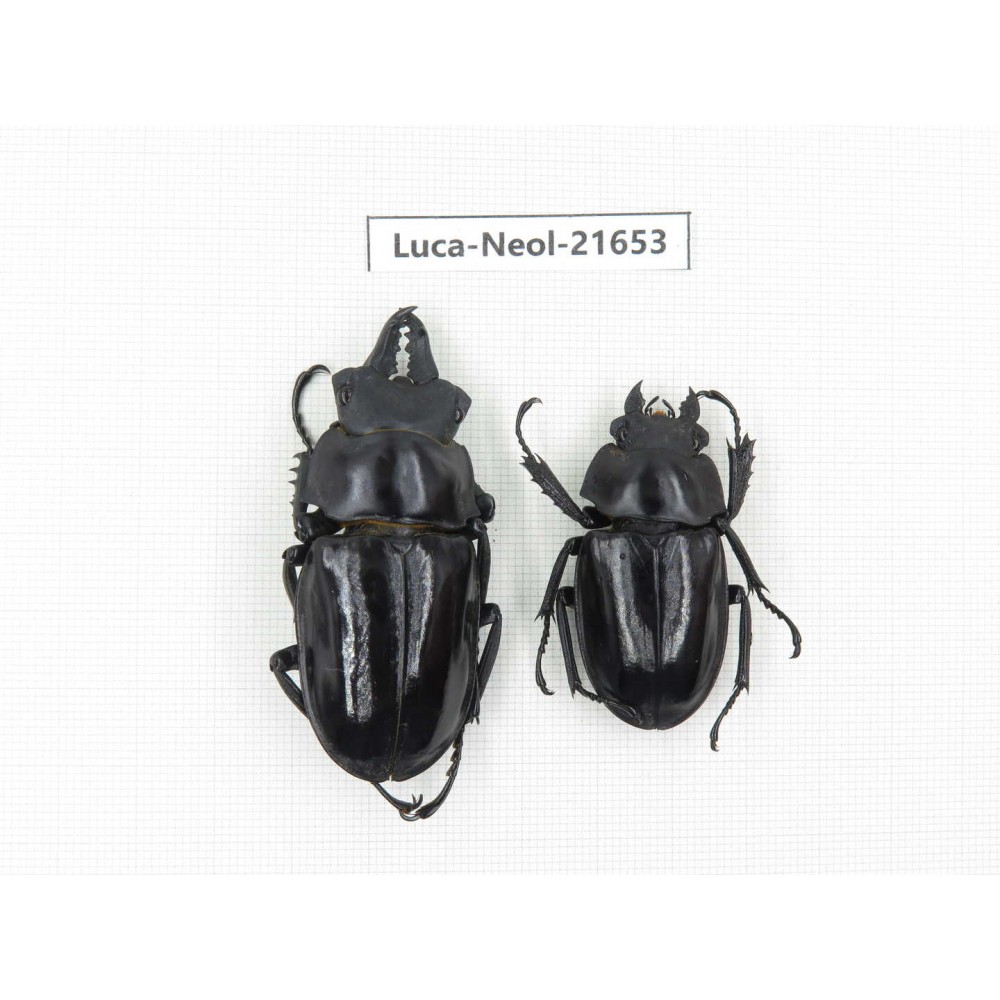 Neolucanus sp. China, Yunnan, Honghe, Jinping county.1P. Luca-Neol-21653.
